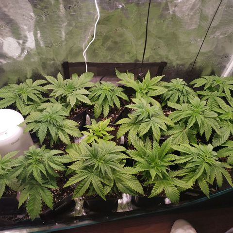 Gelato 33 growlog timeline photo