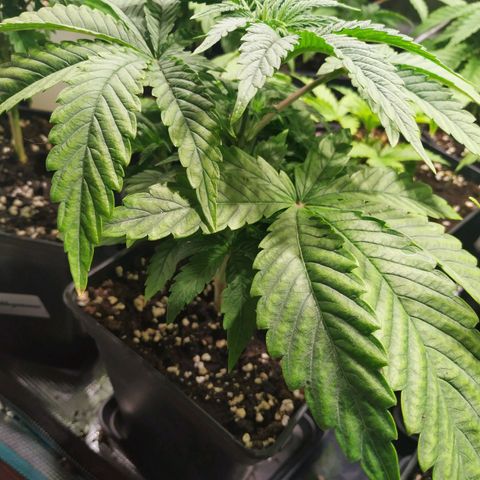 Gelato 33 growlog timeline photo
