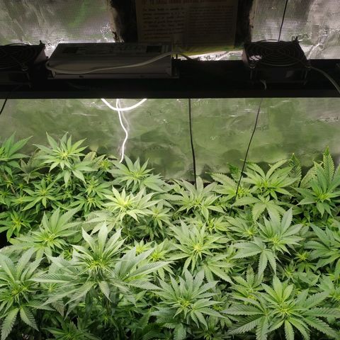 Gelato 33 growlog timeline photo