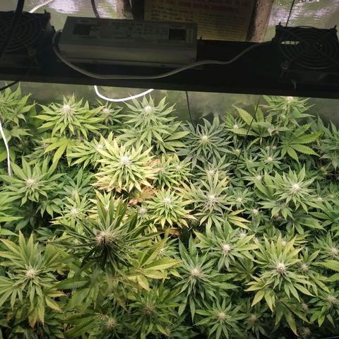 Gelato 33 growlog timeline photo