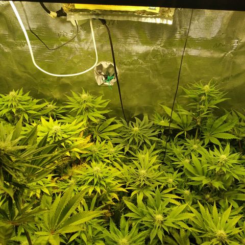 Gelato 33 growlog timeline photo