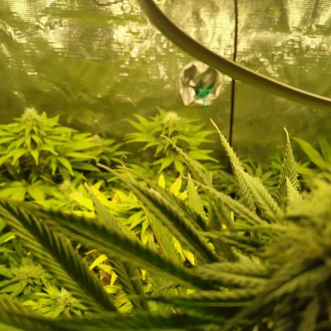 Gelato 33 growlog timeline photo