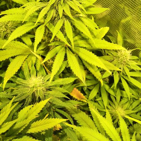 Gelato 33 growlog timeline photo