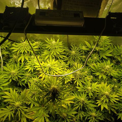 Gelato 33 growlog timeline photo