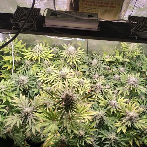 Gelato 33 growlog timeline photo