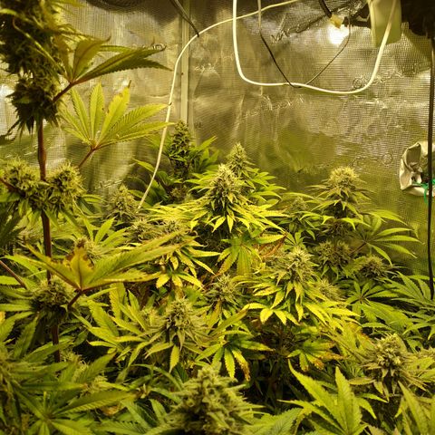 Gelato 33 growlog timeline photo