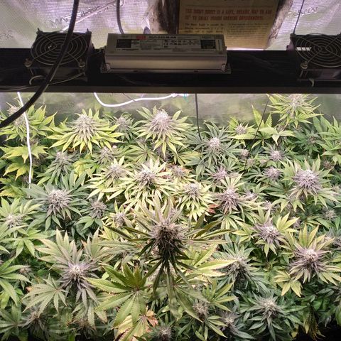 Gelato 33 growlog timeline photo