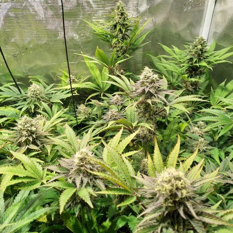 Gelato 33 growlog timeline photo