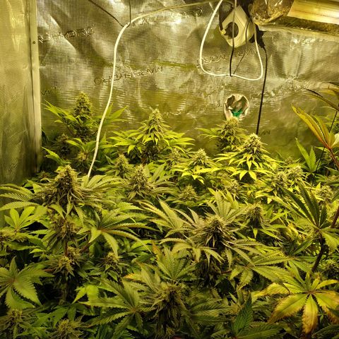 Gelato 33 growlog timeline photo