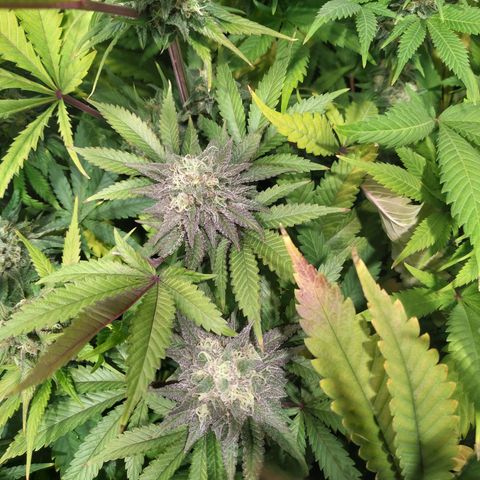 Gelato 33 growlog timeline photo