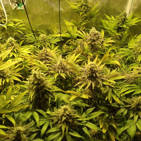 Gelato 33 growlog timeline photo