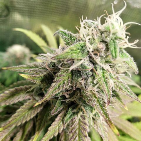 Gelato 33 growlog timeline photo