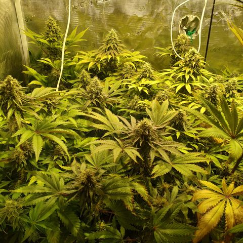 Gelato 33 growlog timeline photo