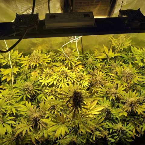 Gelato 33 growlog timeline photo