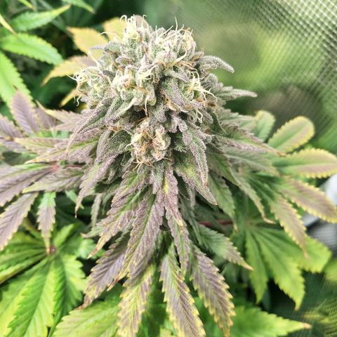 Gelato 33 growlog timeline photo