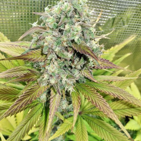 Gelato 33 growlog timeline photo