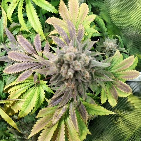 Gelato 33 growlog timeline photo