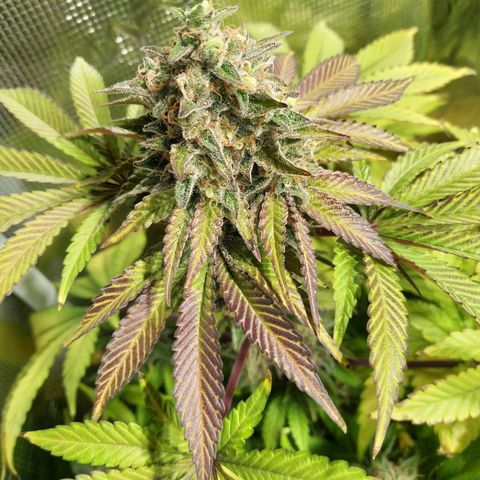 Gelato 33 growlog timeline photo