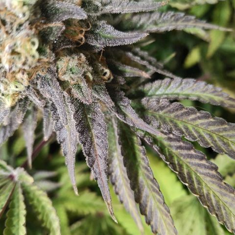 Gelato 33 growlog timeline photo