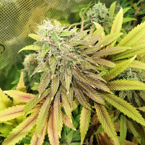 Gelato 33 growlog timeline photo