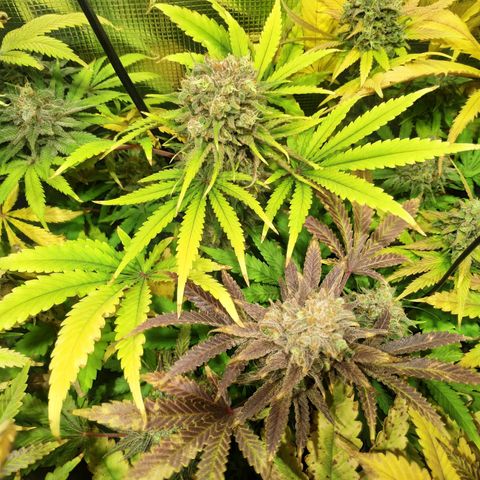Gelato 33 growlog timeline photo