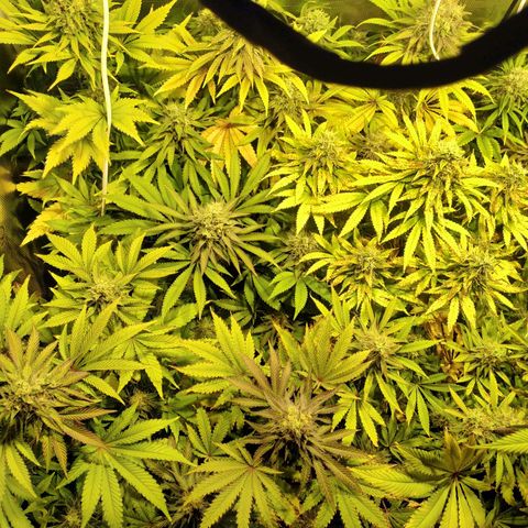 Gelato 33 growlog timeline photo