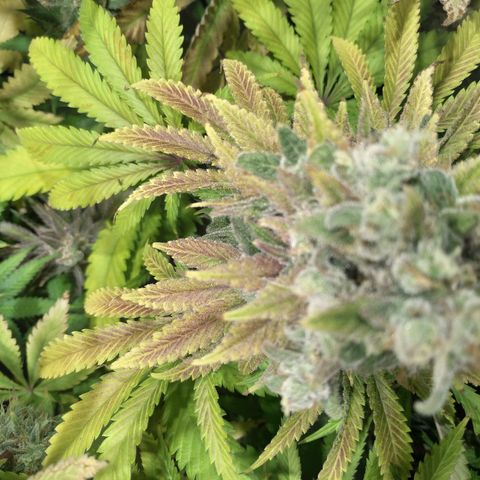 Gelato 33 growlog timeline photo