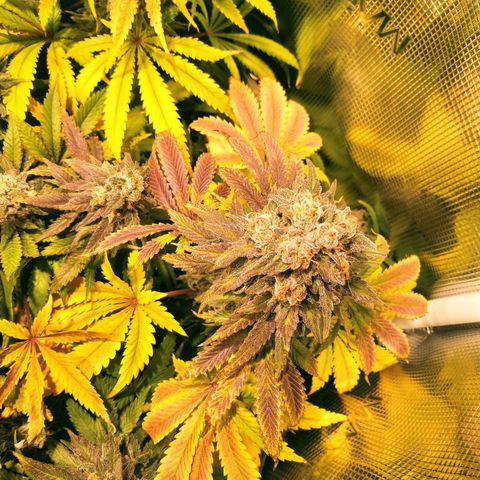 Gelato 33 growlog timeline photo