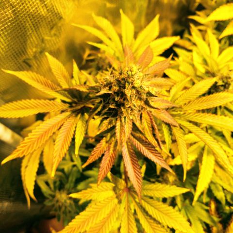 Gelato 33 growlog timeline photo
