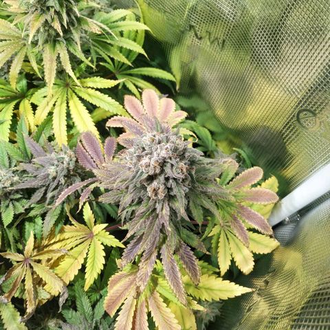 Gelato 33 growlog timeline photo