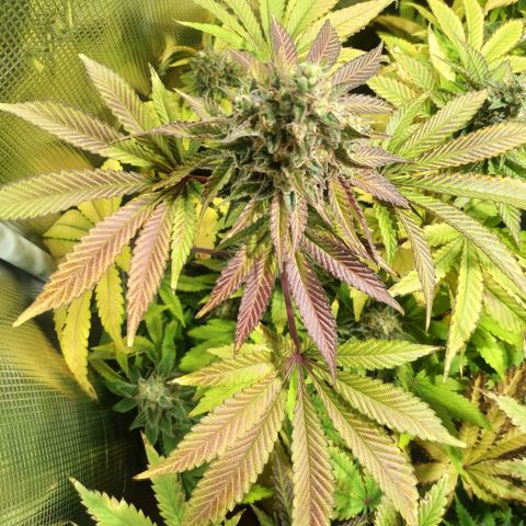 Gelato 33 growlog timeline photo
