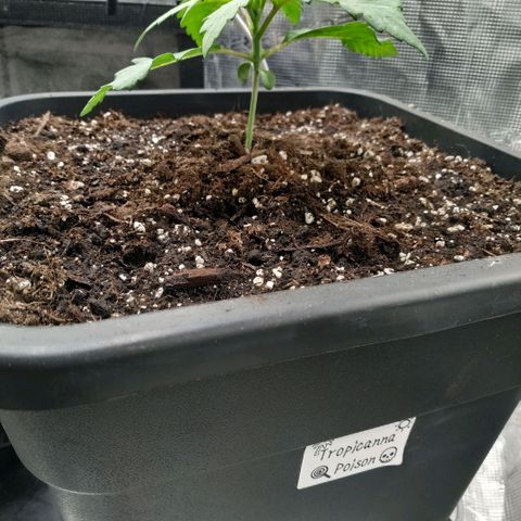 Tropicanna Poison FV growlog timeline photo