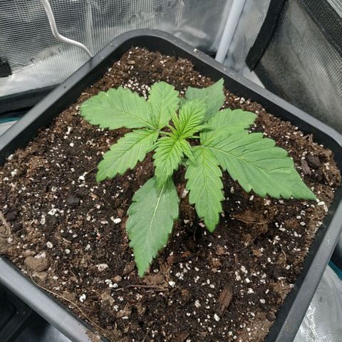 Tropicanna Poison FV growlog timeline photo