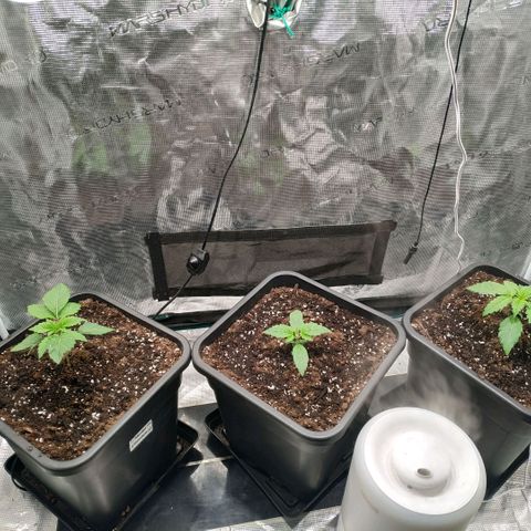 Tropicanna Poison FV growlog timeline photo