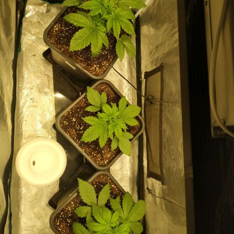 Tropicanna Poison FV growlog timeline photo