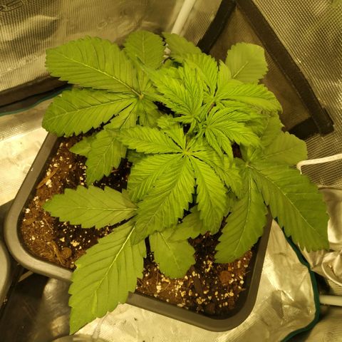 Tropicanna Poison FV growlog timeline photo
