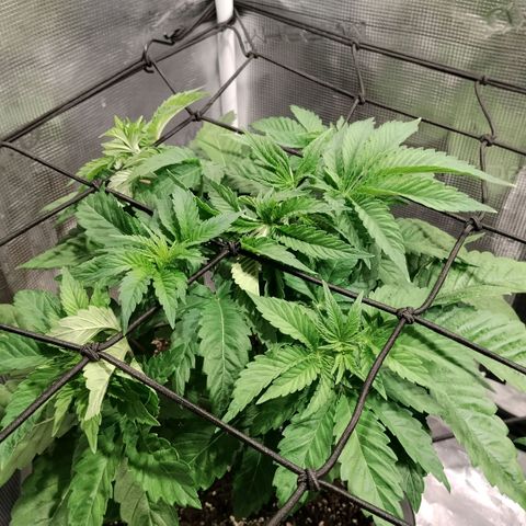 Tropicanna Poison FV growlog timeline photo