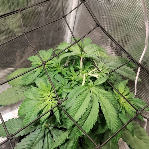 Tropicanna Poison FV growlog timeline photo
