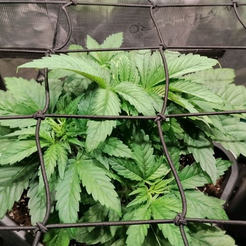 Tropicanna Poison FV growlog timeline photo
