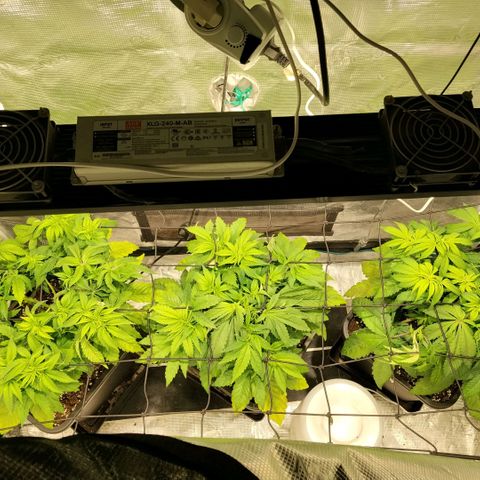 Tropicanna Poison FV growlog timeline photo