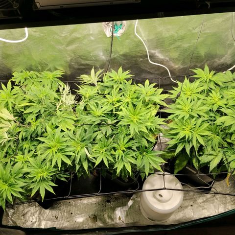 Tropicanna Poison FV growlog timeline photo