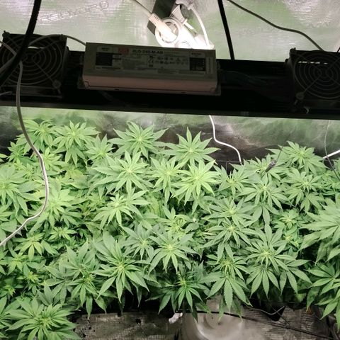 Tropicanna Poison FV growlog timeline photo