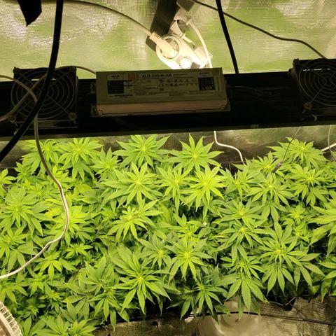 Tropicanna Poison FV growlog timeline photo
