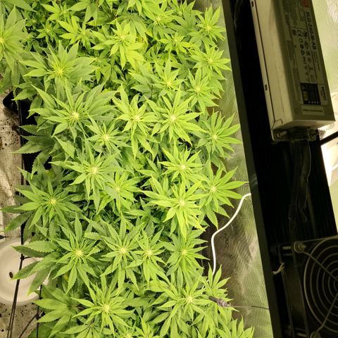 Tropicanna Poison FV growlog timeline photo
