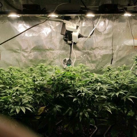 Tropicanna Poison FV growlog timeline photo