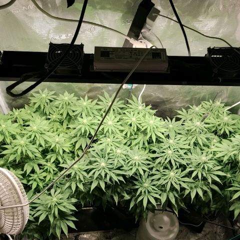 Tropicanna Poison FV growlog timeline photo