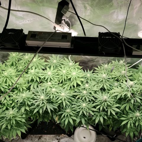 Tropicanna Poison FV growlog timeline photo