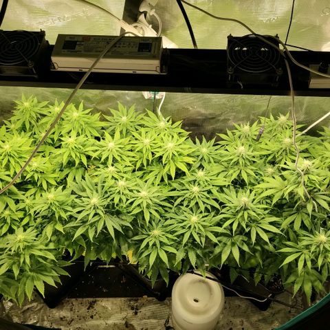 Tropicanna Poison FV growlog timeline photo