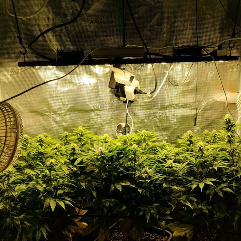 Tropicanna Poison FV growlog timeline photo