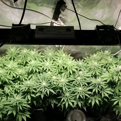 Tropicanna Poison FV growlog timeline photo